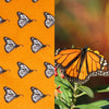 Monarch Butterfly Surface Pattern Design