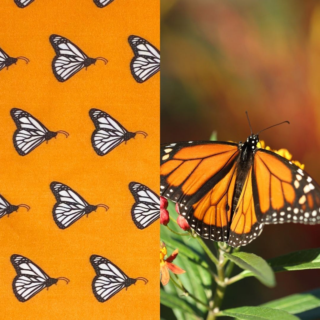 monarch surface design