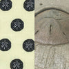 Sand Dollar Surface  Pattern Design