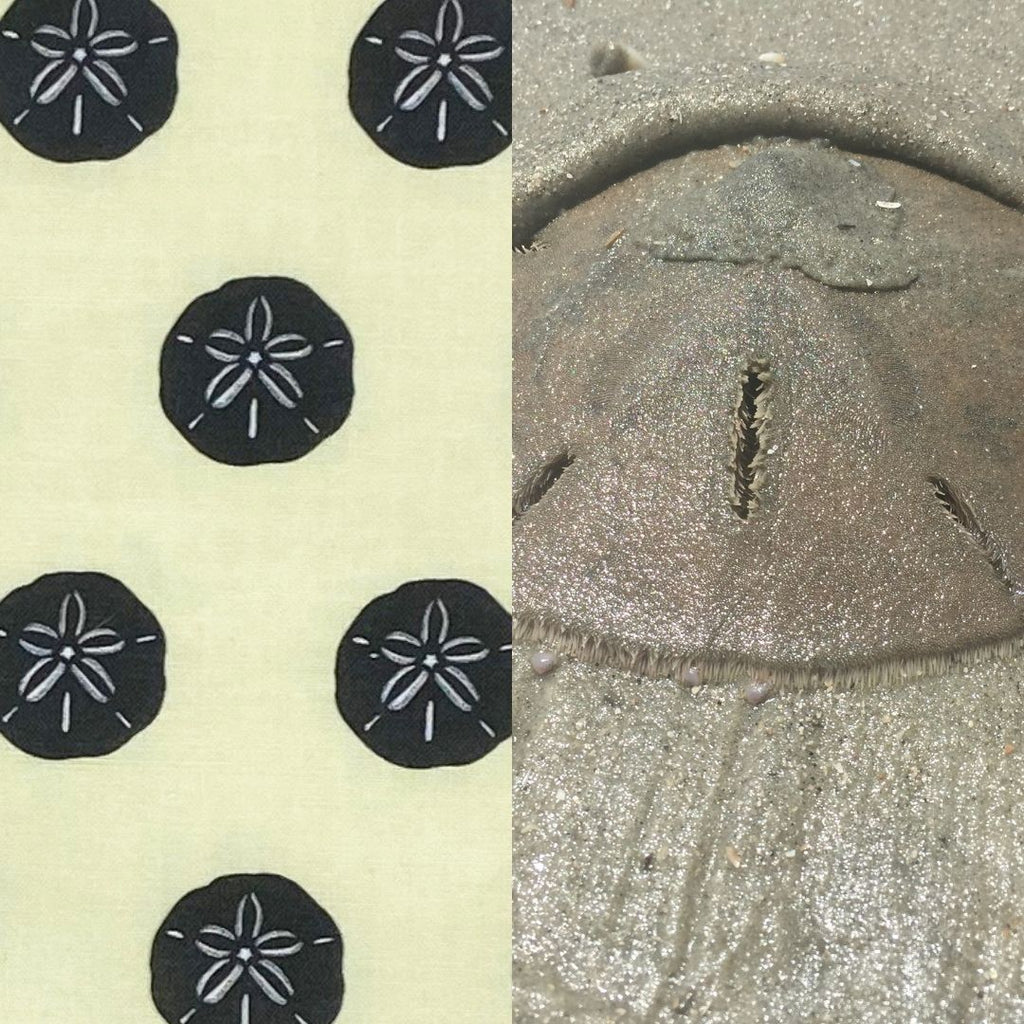 Sand Dollar Surface  Pattern Design