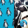 African Penguin