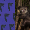 aye-aye pattern