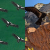 Condor pattern