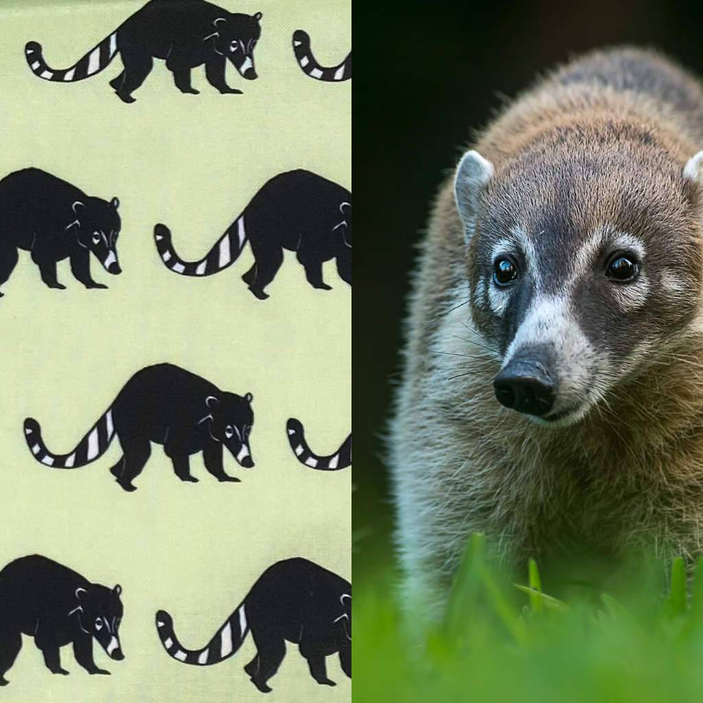 Coati fabric