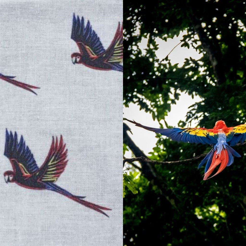 macaw surface design