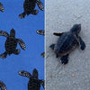 sea turtle hatchling fabric