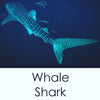 whale shark pattern