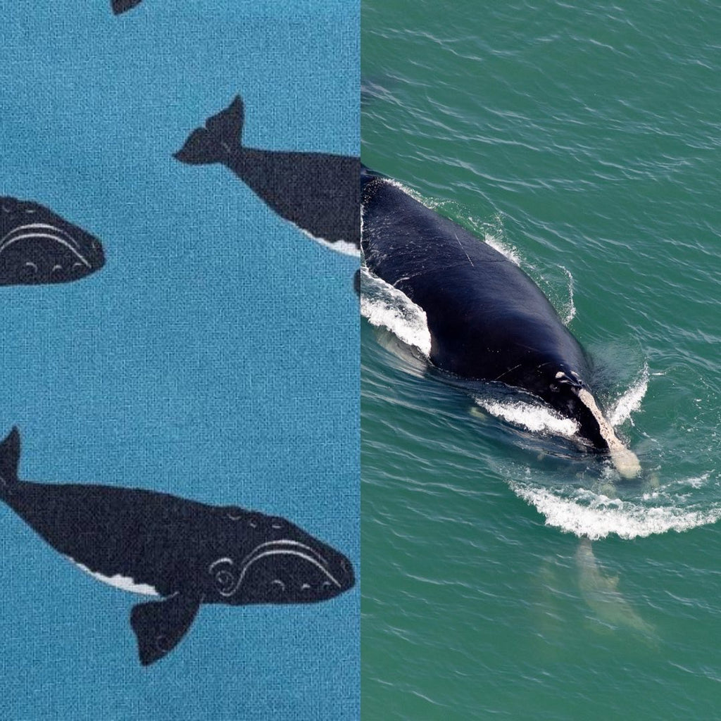 right whale fabric