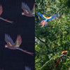 Macaw Print