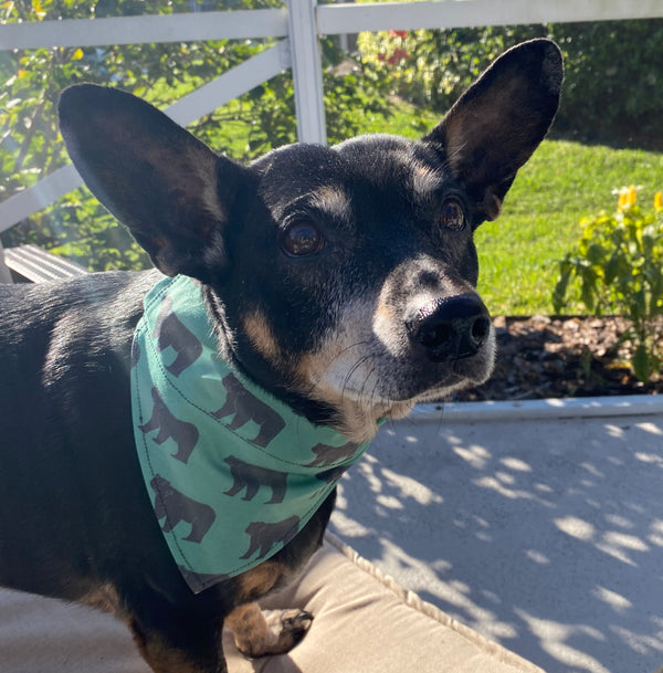 Bear Dog Bandana