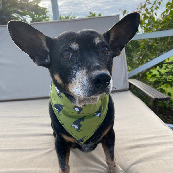 Indri Lemur Dog Bandana
