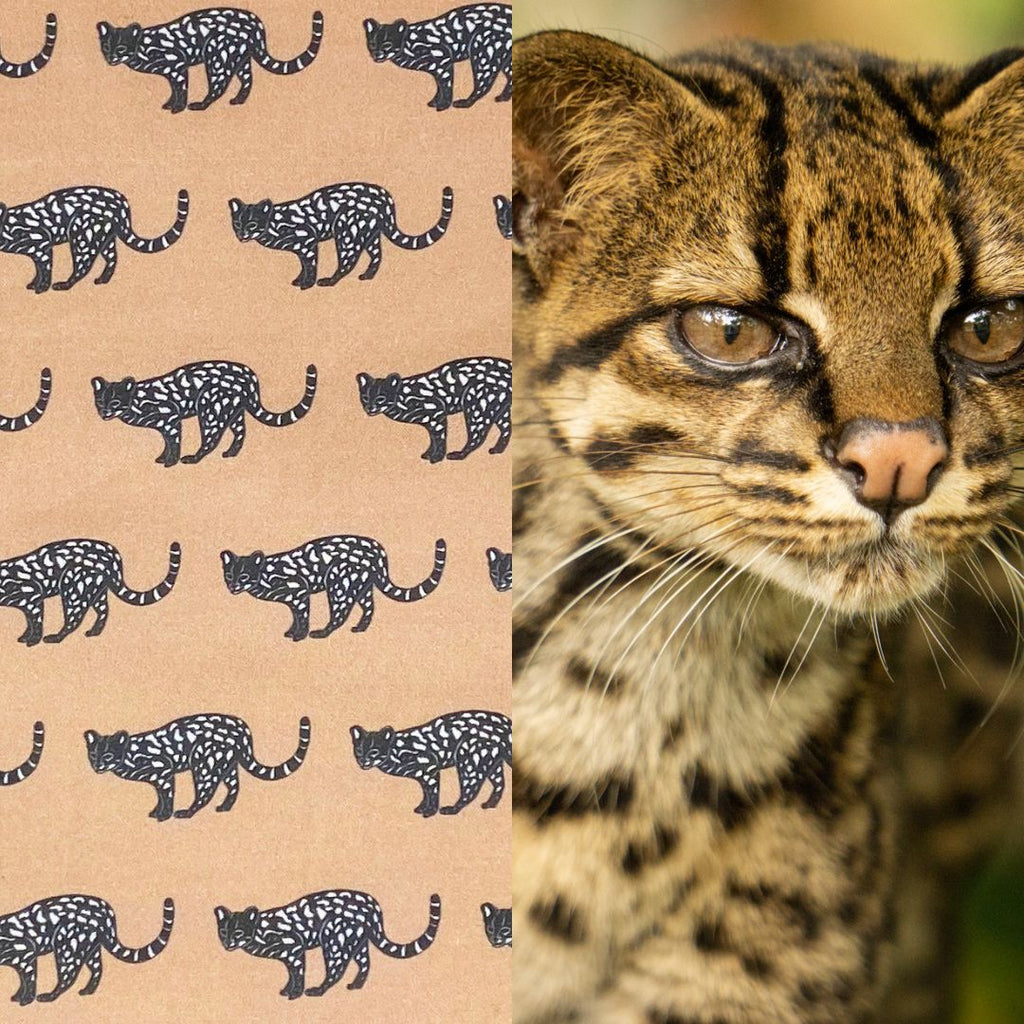 Oncilla pattern